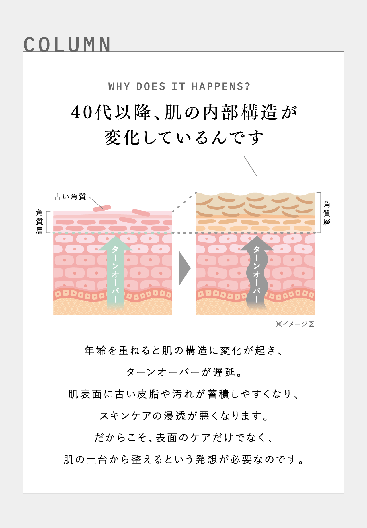 COLUMN WHY DOES IT HAPPENS? 40代以降、肌の内部構造が変化しているんです ※イメージ図 年齢を重ねると肌の構造に変化が起き、ターンオーバーが遅延。肌表面に古い皮脂や汚れが蓄積しやすくなり、スキンケアの浸透が悪くなります。だからこそ、表面のケアだけでなく、肌の土台から整えるという発想が必要なのです。