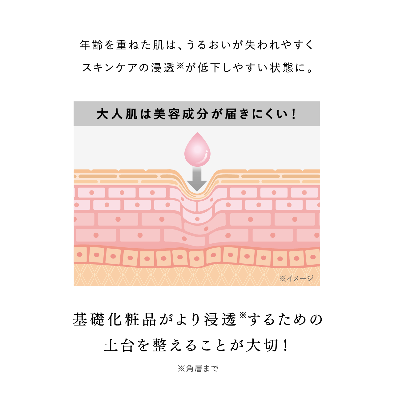 年齢を重ねた肌は、うるおいが失われやすくスキンケアの浸透※が低下しやすい状態に。 大人肌は美容成分が届きにくい！ ※イメージ 基礎化粧品がより浸透※するための土台を整えることが大切！ ※角層まで